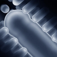 Load image into Gallery viewer, Ultra-7 Thrusting Rotation Male Masturbation with Strong Suction Base
